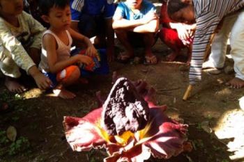 Bunga Raksasa Tumbuh di Kawasan Candi Borobudur