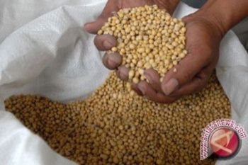 Stok kedelai di Bantul mencukupi