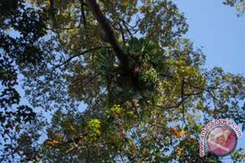  FKH Greening Banjarmasin With Lukut Plants 