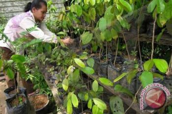 Kaum hawa juga memburu ramuan pasak bumi