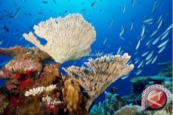 Pemerintah perlu membangkitkan kesadaran menyayangi kekayaan laut