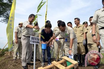 Pusri kembangkan tanaman bambu di bantaran Sungai Musi 