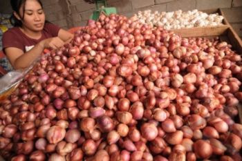Onion Rising Price Contributes Inflation in Padang: BPS