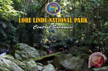 Penebang liar taman nasional dikenai hukum adat 