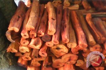 Mahasiswa UGM teliti secang sebagai antiosteoporosis 