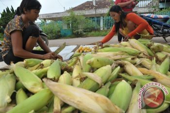 Pasokan jagung muda ke Lubuklinggau meningkat