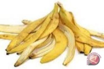 Mahasiswa UNY manfaatkan kulit pisang untuk sampo 