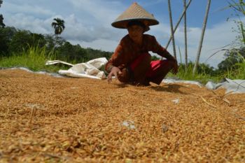 Harga gabah kering panen merosot di Aceh Barat Daya