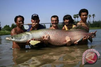 KKP memaparkan karakteristik ikan berbahaya arapaima gigas