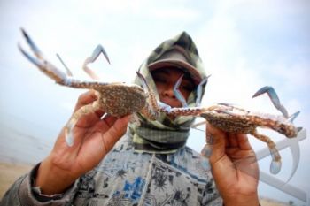 Rajungan Pantura Tunjukkan Gejala "Overfishing"