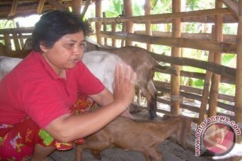 Tembang Doa Seorang Sri Kambing (II)