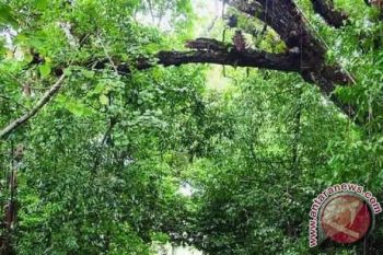 Balada Lelaki Pembuka Hutan di Tanah Samawa