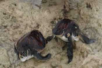 Populasi Penyu di Natuna Terancam Punah