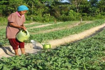 Distanhut Anambas akan Tingkatkan Produksi Cabai
