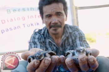Pemkab Kepulauan Selayar - LSM Lepas Tukik Penyu 5.500 Ekor 