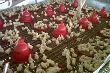 Kenaikan Elpiji Belum Pengaruhi Harga Jual Ayam