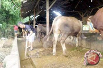 Warga Korsel Ini Mengabdi Untuk Yatim Piatu