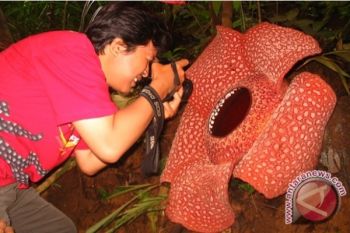 Bunga Raflesia dan Amorphopalus Mekar di Bengkulu