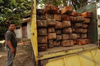 Polres Musirawas Amankan Ribuan Kayu Tanpa Dokumen