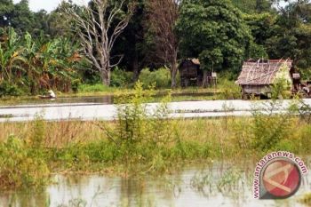 Ratusan hektare kebun warga Muba tergenang banjir