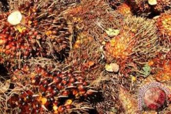 Harga TBS Sawit Riau Turun Rp1,89
