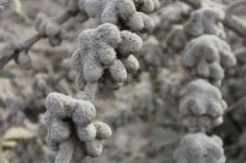 Kerugian Sektor Pertanian Akibat Sinabung Rp700 Miliar