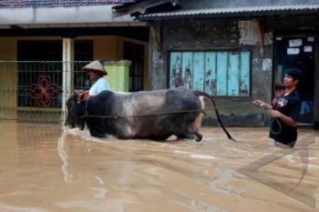 310 Rumah Warga Kudus Terendam Banjir