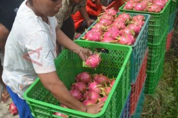 Panen Buah Naga