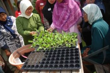Sekolah Didorong Budidayakan Tanaman Organik