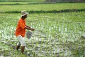 Pascabanjir, Permintaan Pupuk Meningkat