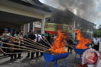Polisi Cilacap Musnahkan 22, 9 Kilogram Ganja