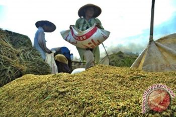 Musim Hujan, Bulog Sudah Serap 30 Ton Beras