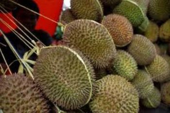 Pekalongan Helat Festival Durian Lolong