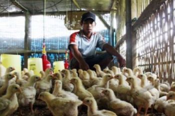 Elpiji Naik, Peternak Tunda Datangkan Dua Juta Anak Ayam