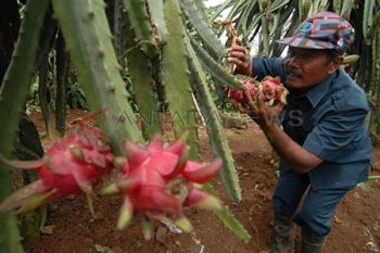 Panen Raya Buah Naga