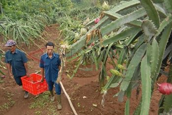 Panen Raya Buah Naga