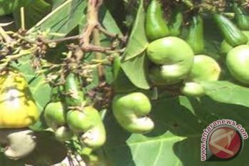 NTB rumuskan program pembangunan perkebunan berdimensi global