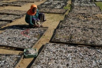 Permintaan Ikan Teri