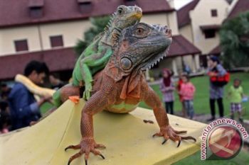 SOSIALISASI HEWAN REPTIL