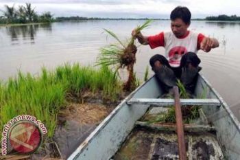 Air Genangi Persawahan di Kabupaten Maros 