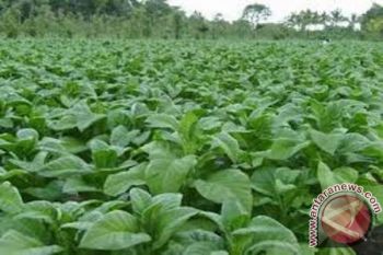 Produksi tembakau Lombok disesuaikan target perusahaan