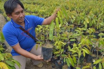Bibit Durian