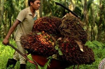 Kepala Suku Sakai Terlibat Perambahan Cagar Biosfer 
