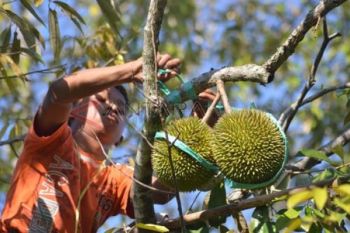 Mengikat Buah Durian
