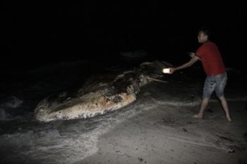 Ikan Paus Terdampar di Bintan