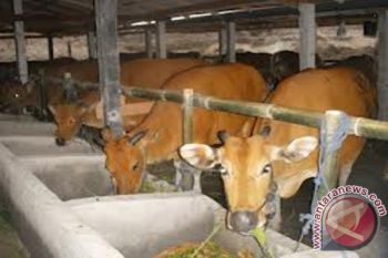 NTB kurangi pengeluaran sapi potong secara bertahap