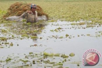 Pemerintah Siapkan Rp200 Miliar untuk Kompensasi Puso
