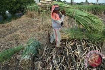 Banjir, Puluhan Hektare Tanaman Tebu Mati