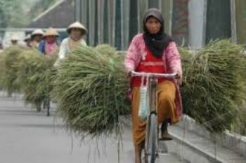 Banjir di Pati, Warga Merapi Bantu Rumput 