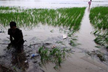 Terendam Banjir, Pasokan Pangan Jateng Aman